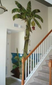 Banana tree art work on wall